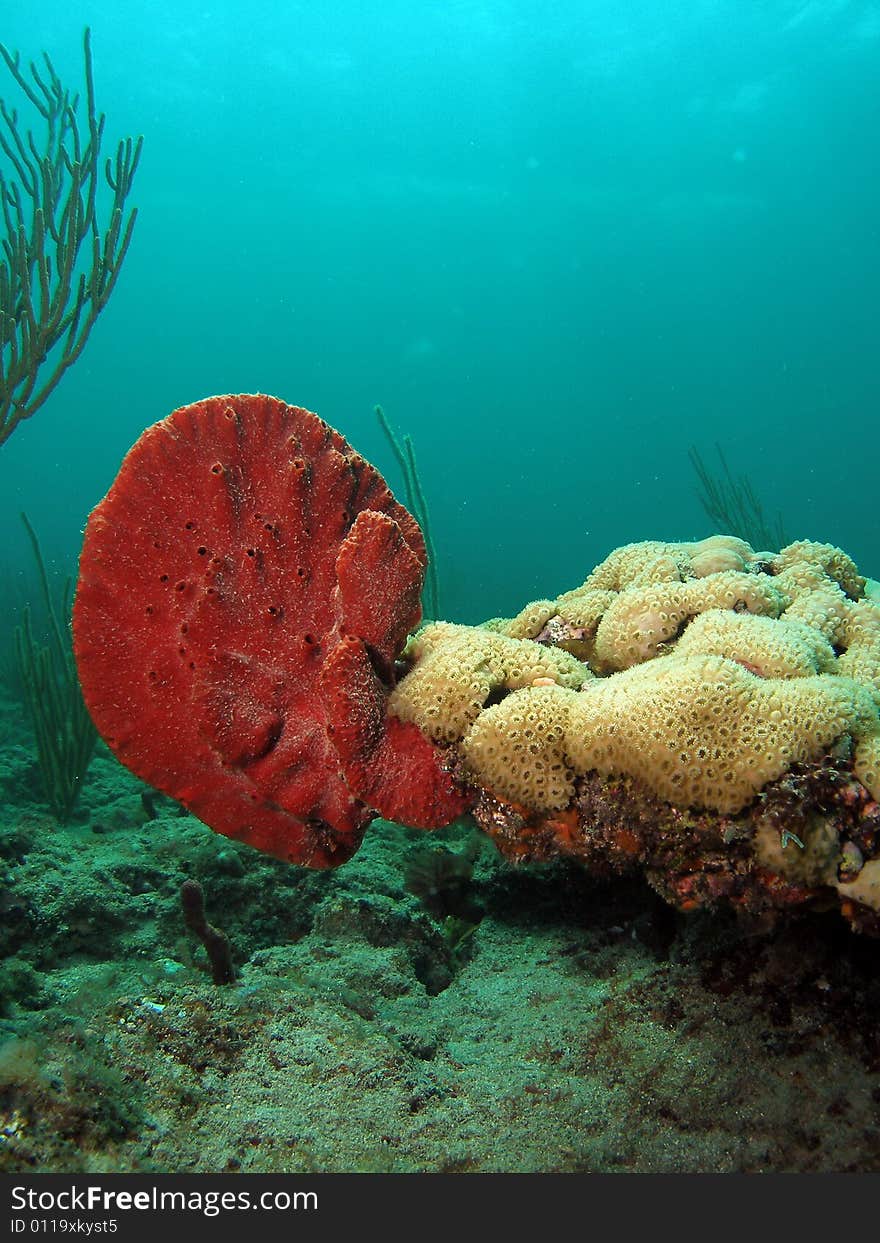 This image was taken off the beach in Pompano beach, Florida. This image was taken off the beach in Pompano beach, Florida