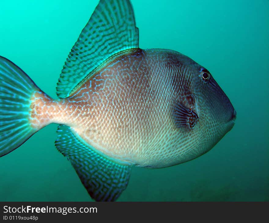 This image was taken off the beach in Pompano beach, Florida. This image was taken off the beach in Pompano beach, Florida