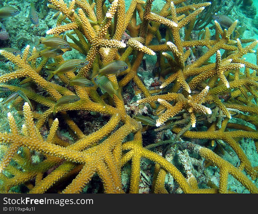 This image was taken off the beach in Pompano beach, Florida. This image was taken off the beach in Pompano beach, Florida