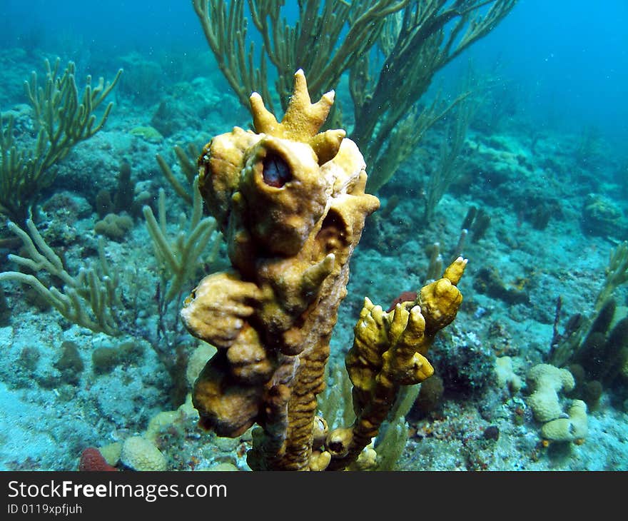 This image was taken off the beach in Pompano beach, Florida. This image was taken off the beach in Pompano beach, Florida