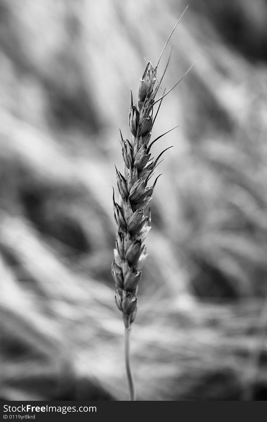 Single sprout of corn. Black/white picture.