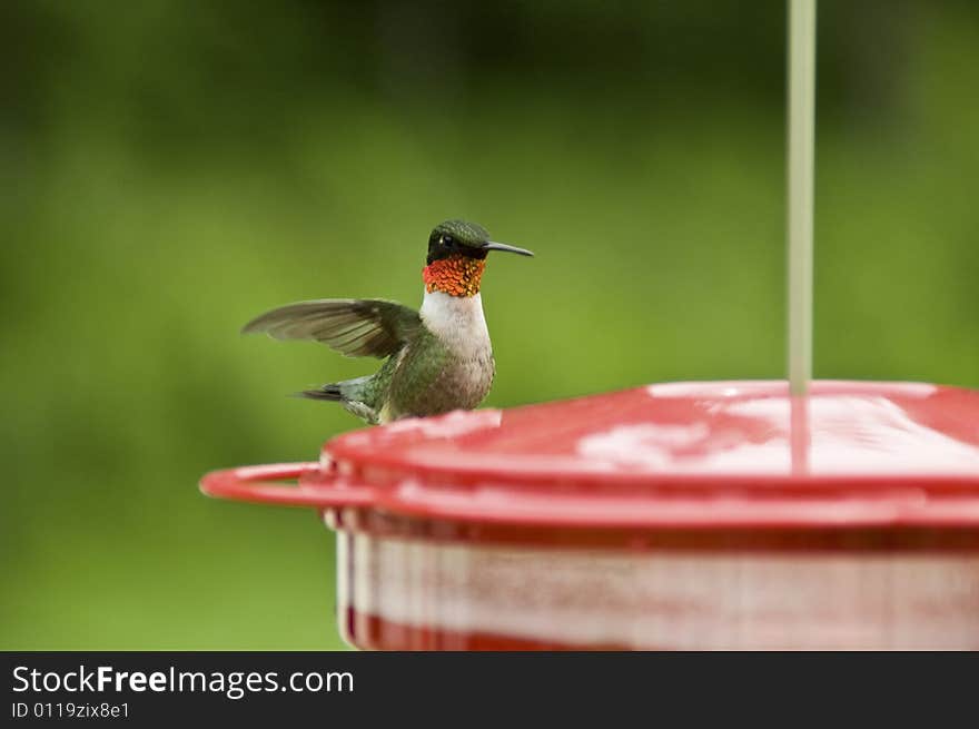 Humming Bird