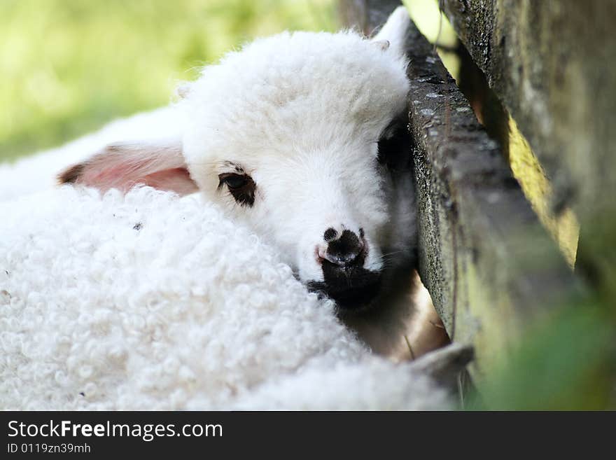 An innocent lamb looking at the camera outdoors in a shiny day. An innocent lamb looking at the camera outdoors in a shiny day