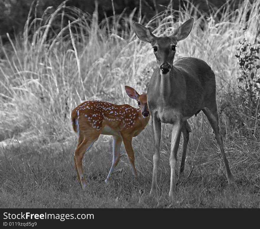 Whitetail fawn close to mothers side. During the first months, mothers protection is paramount to the youngsters survival. Whitetail fawn close to mothers side. During the first months, mothers protection is paramount to the youngsters survival.