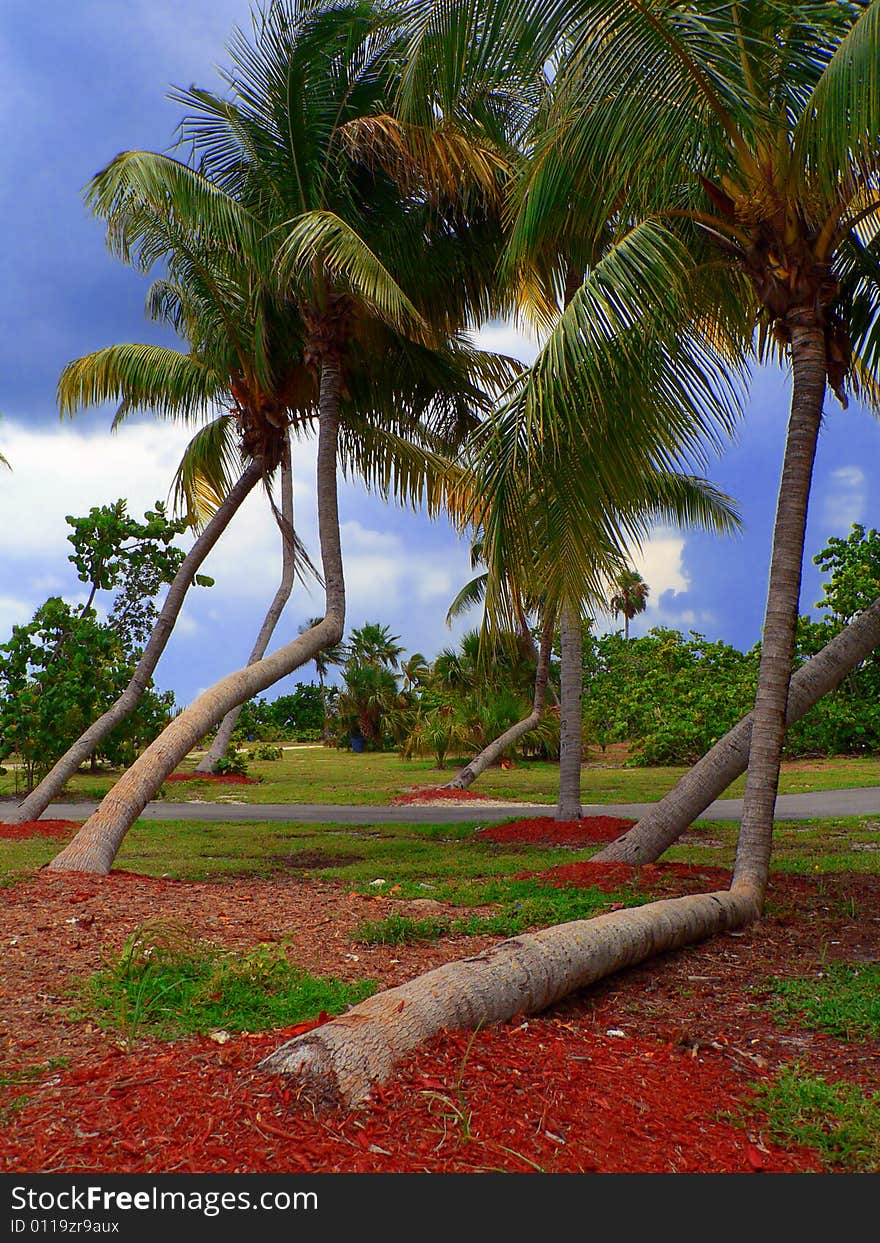 Palm trees grow into interesting shapes. Palm trees grow into interesting shapes