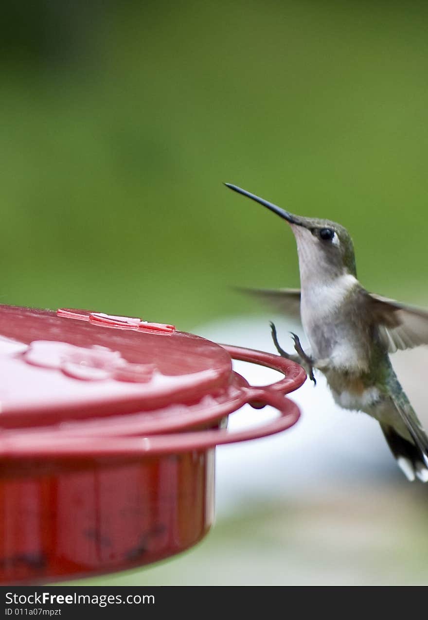 Beautiful Humming Bird Landing at the feeder