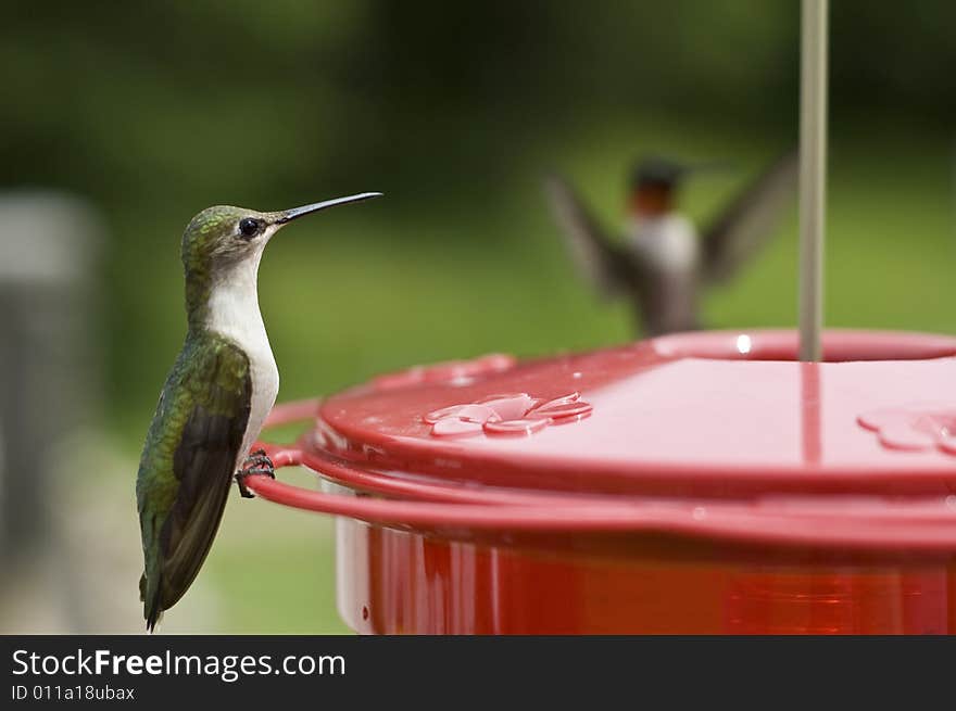 Beautiful Humming Bird Landing at the feeder