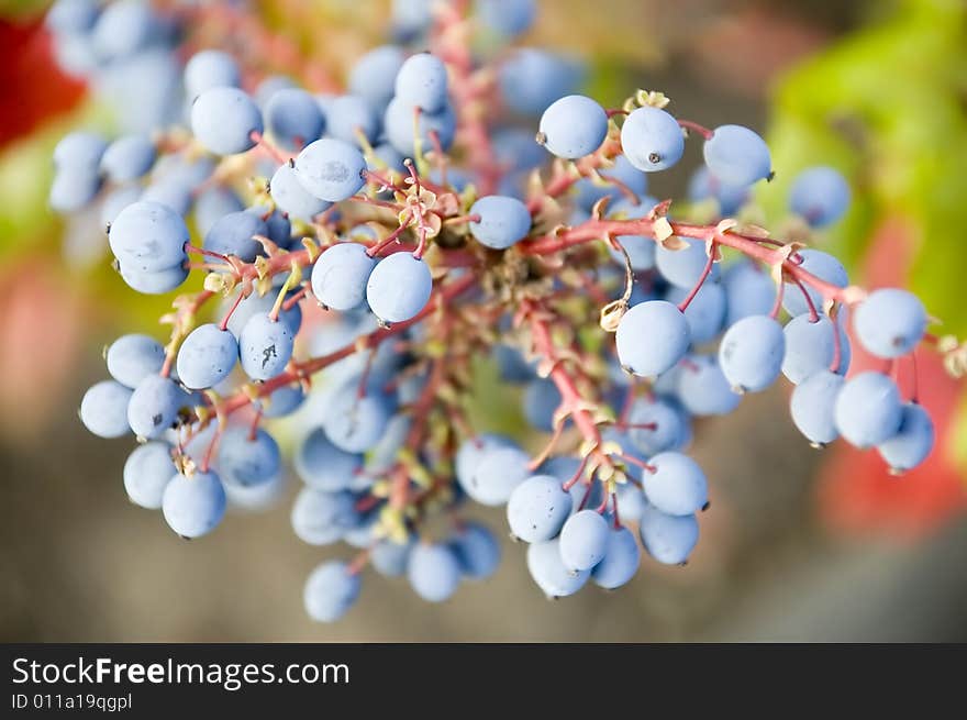 Blueberries