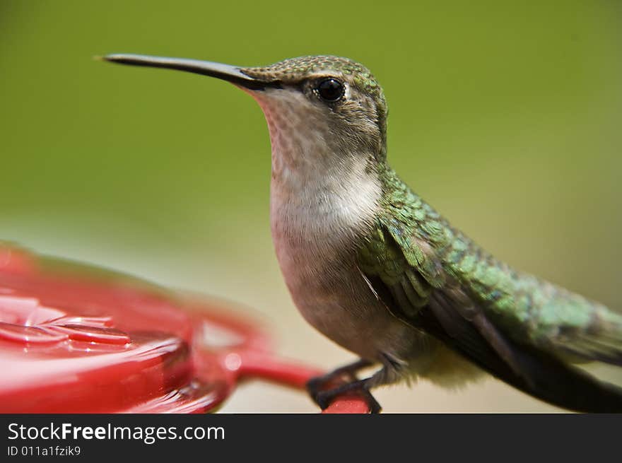 Beautiful Humming Bird Landing at the feeder