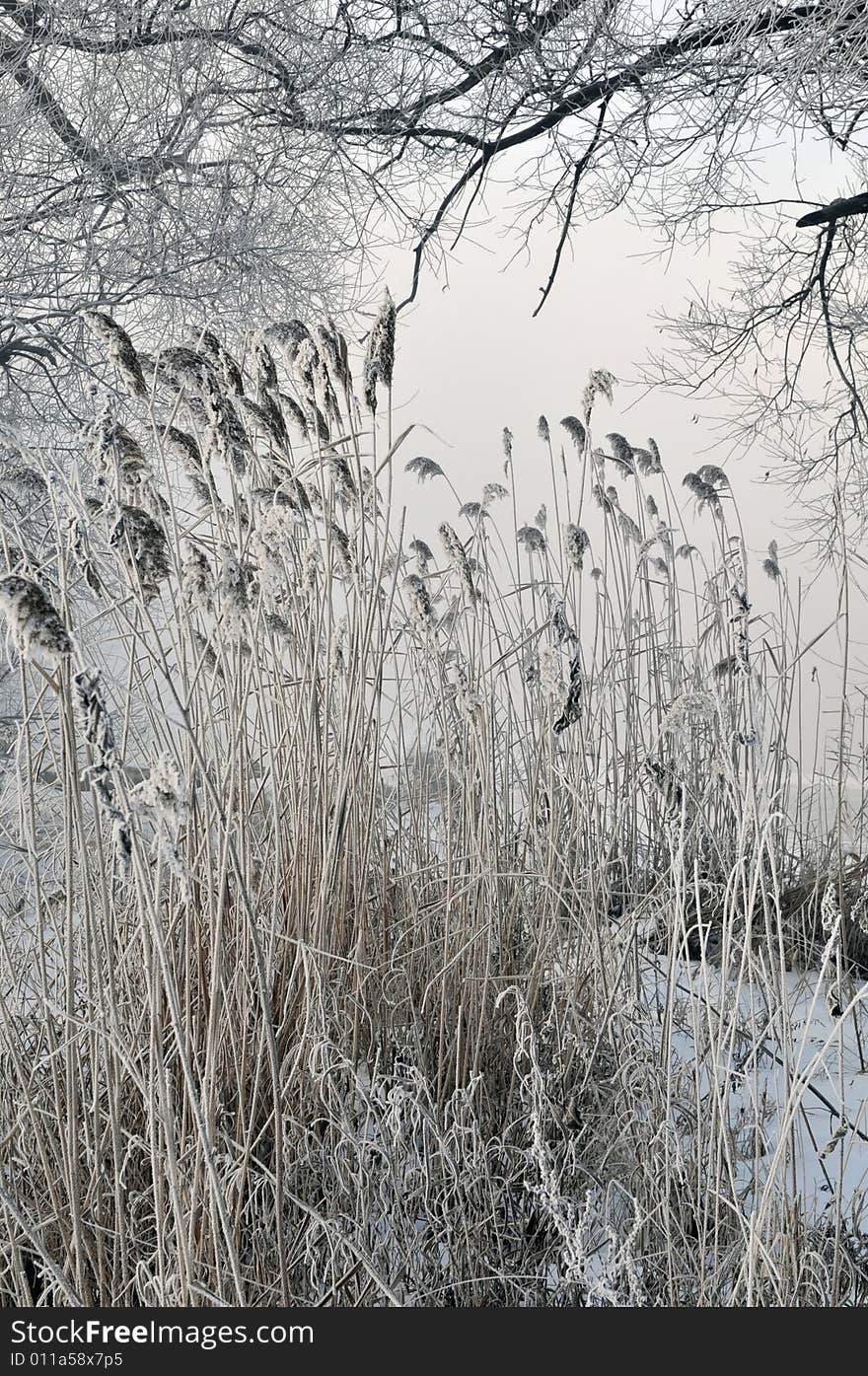 Winter landscape