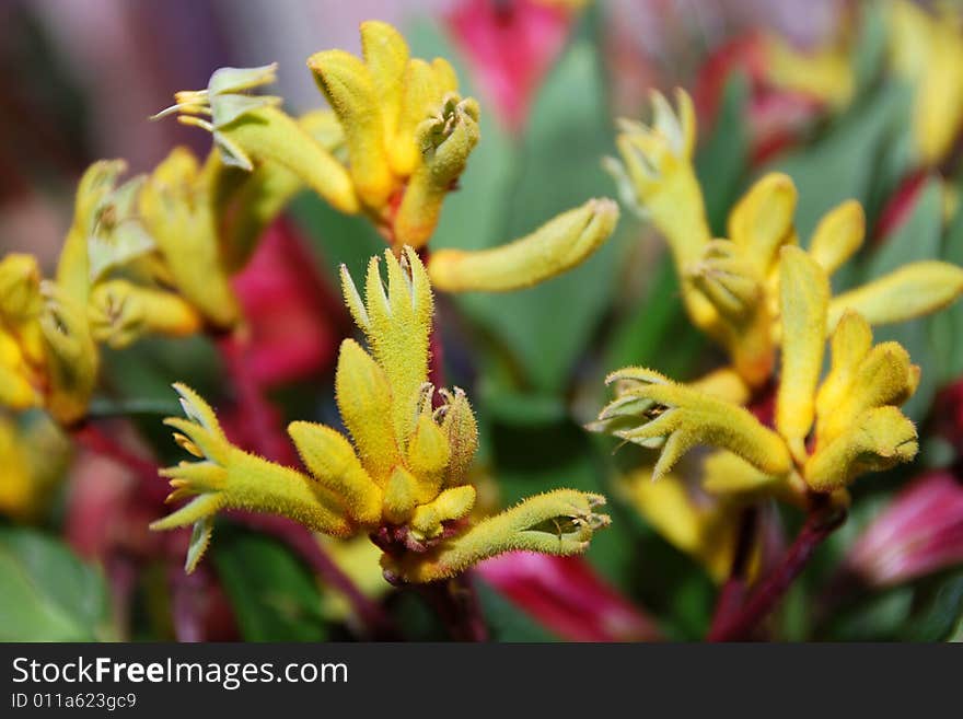 A bunch of bright yellow kangaroo paw flowers. A bunch of bright yellow kangaroo paw flowers