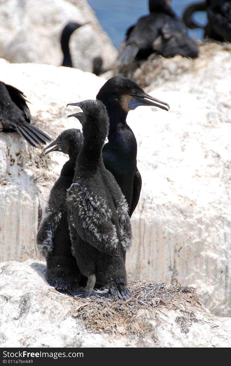 Brandt's cormorants during mating season on the monterey peninsula