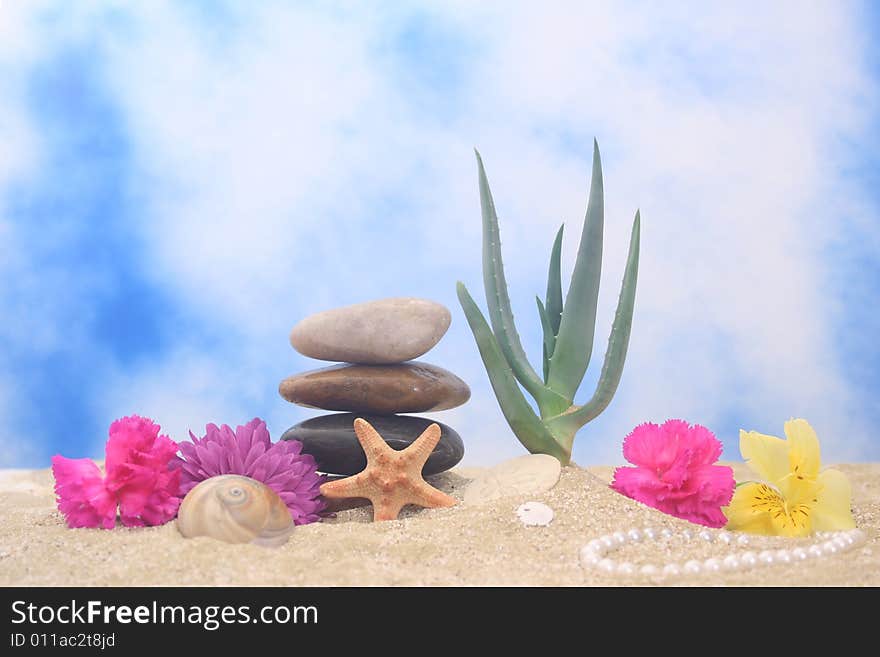 Aloe Vera With Flowers and Sea Shells on Beach