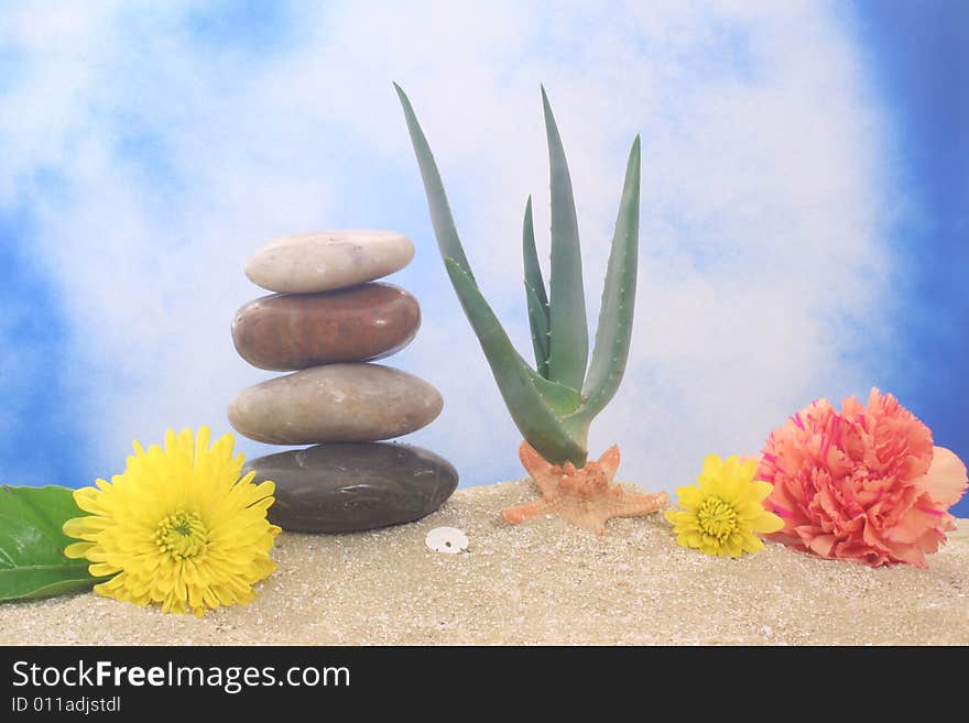 Aloe And Flowers