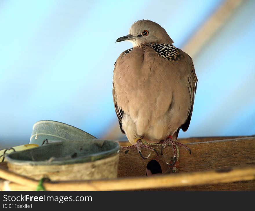 Lonely spotted dove in a cage.