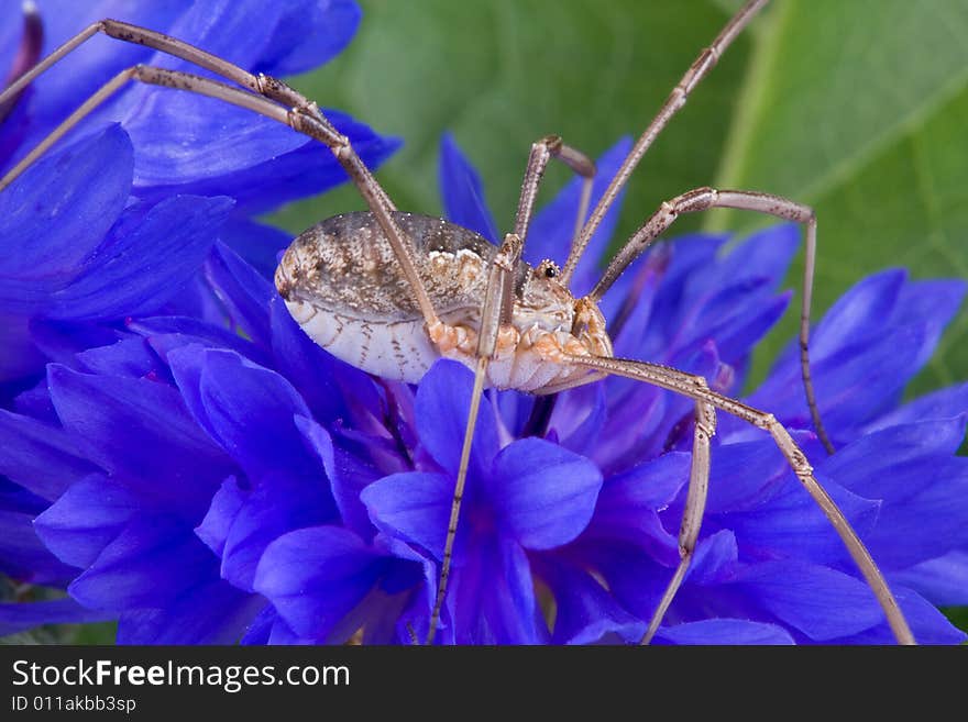 A daddy long legs is sitting on a blue wildflower. A daddy long legs is sitting on a blue wildflower.