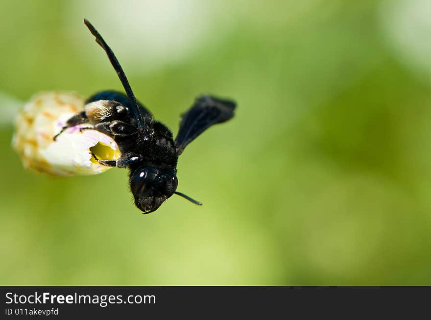 Image of a small honey bee isolated against the background. Image of a small honey bee isolated against the background