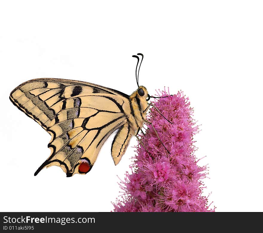 Swallowtail butterfly isolated on white background