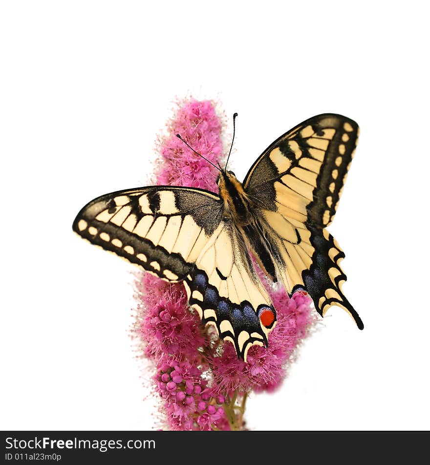 Swallowtail butterfly isolated on white background