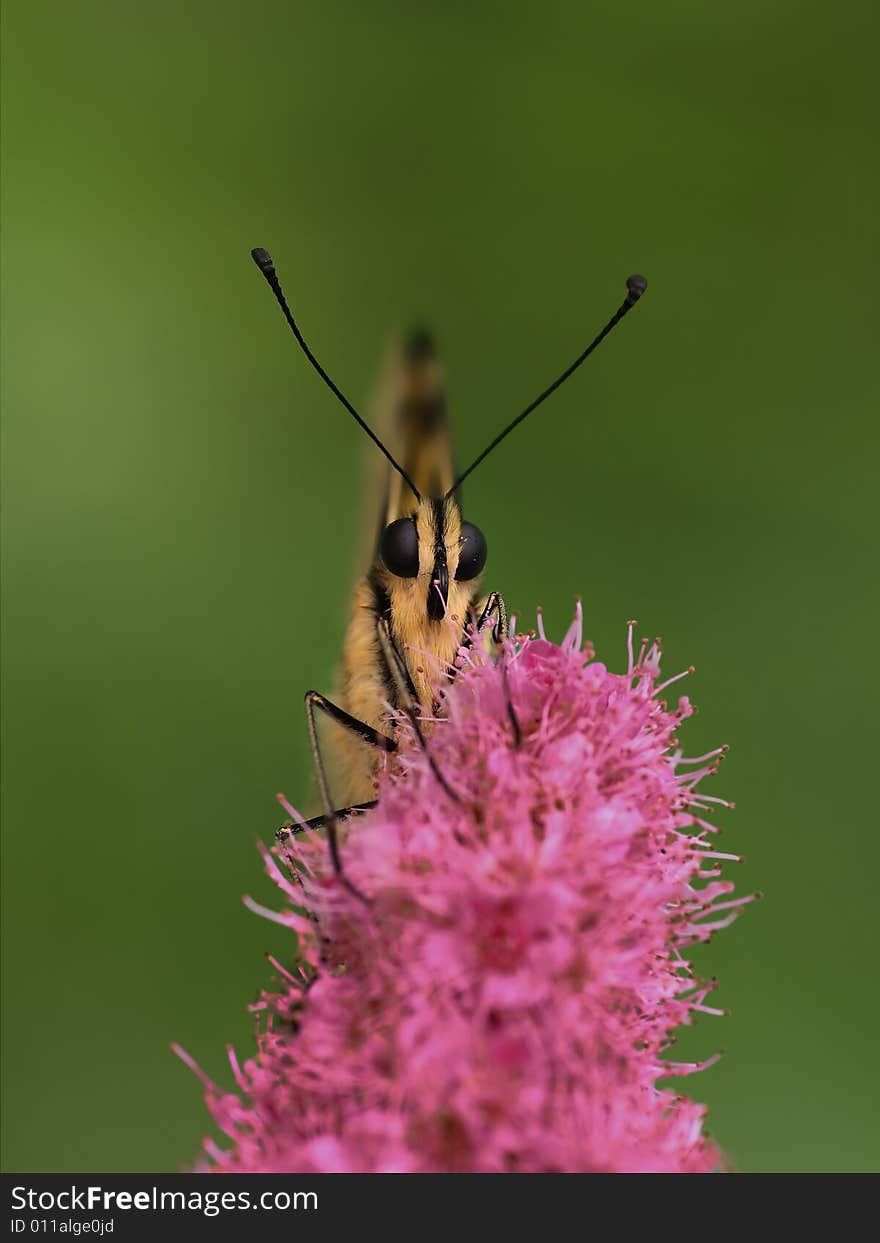 Close up of Swallowtail butterfly  on green background