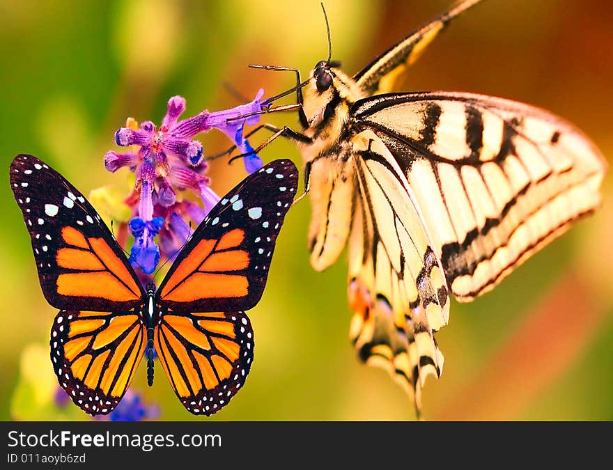 Two butterflies on the meadow. Two butterflies on the meadow