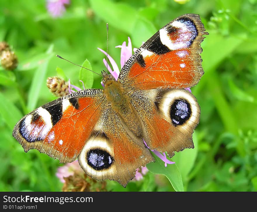 Peacock Butterfly