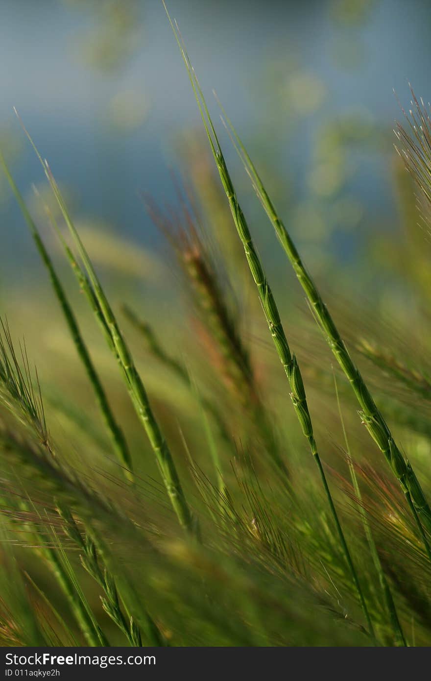 Grass