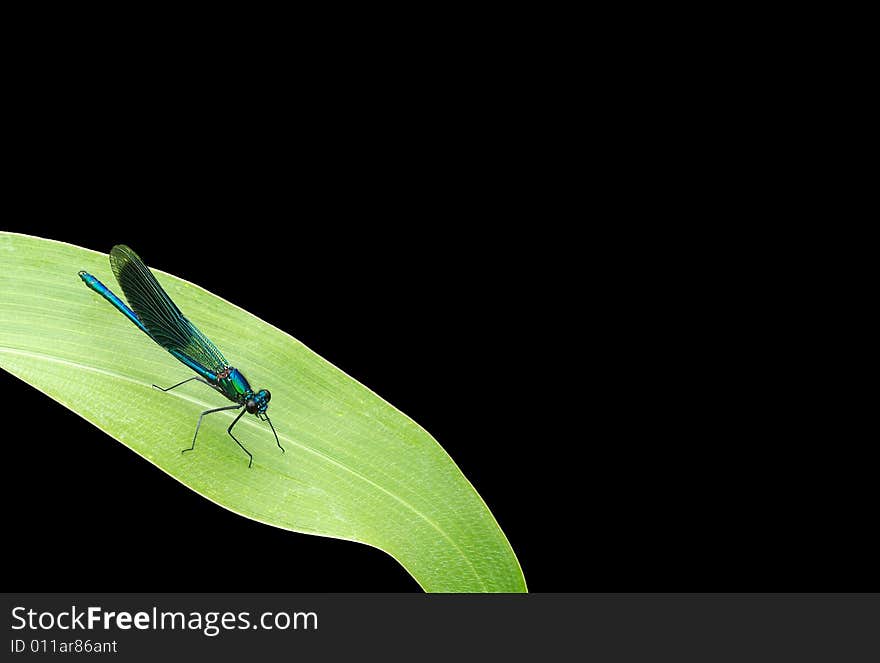 Dragonfly on a maizesheet with a black background.