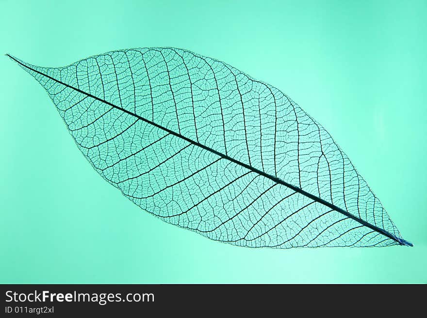 A macro shot showing leaf structure. A macro shot showing leaf structure