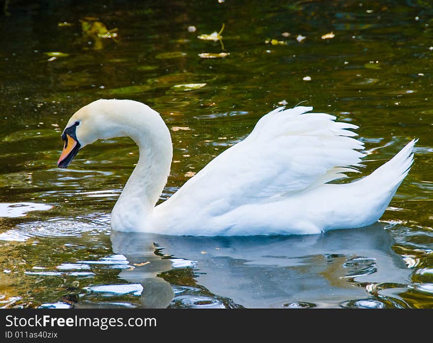 White swan in lake, beautifull. White swan in lake, beautifull