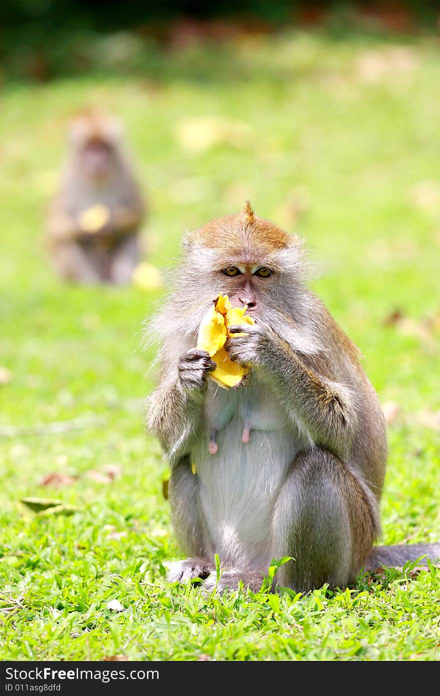 A monkey eating banana on the pasture.