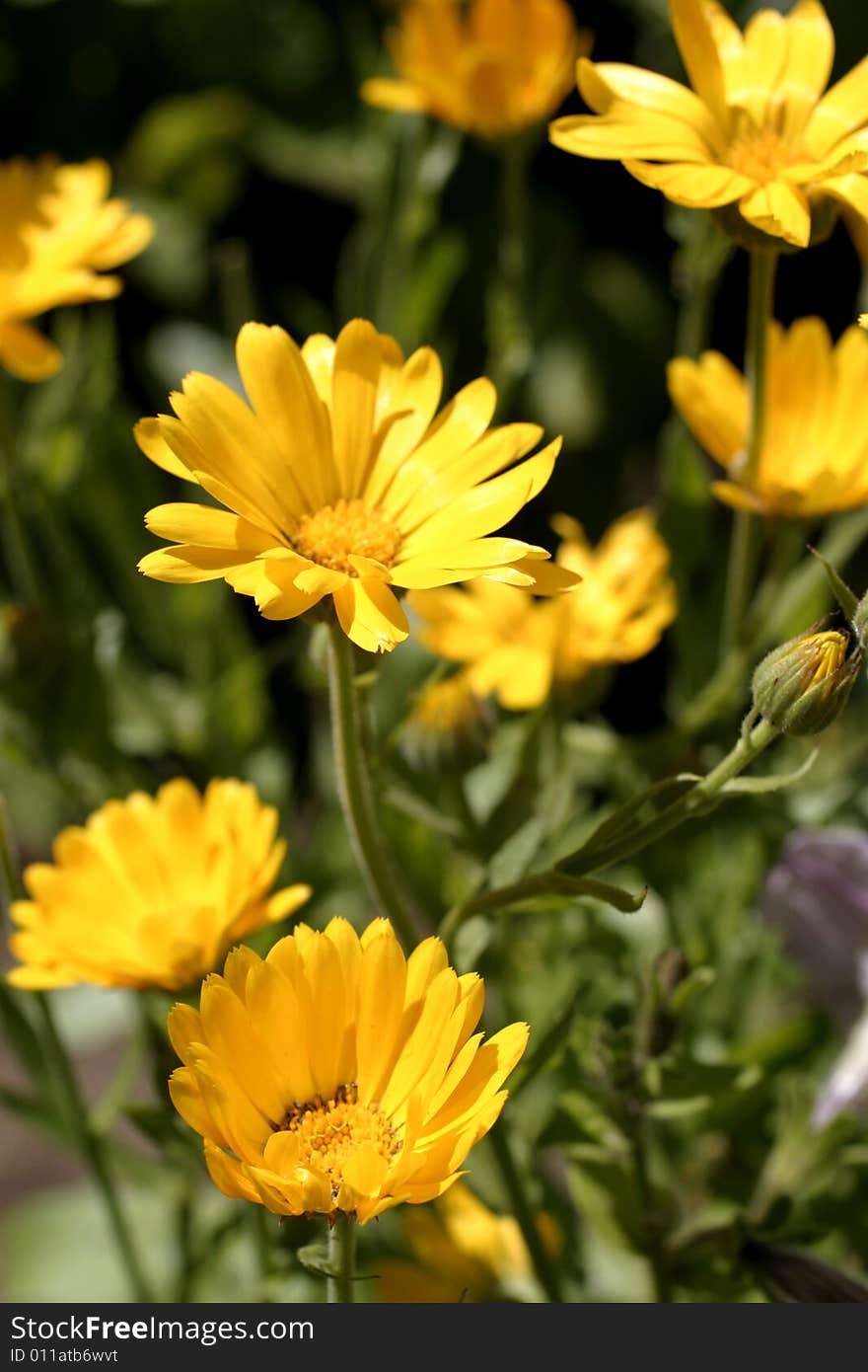 Yellow flower in the garden