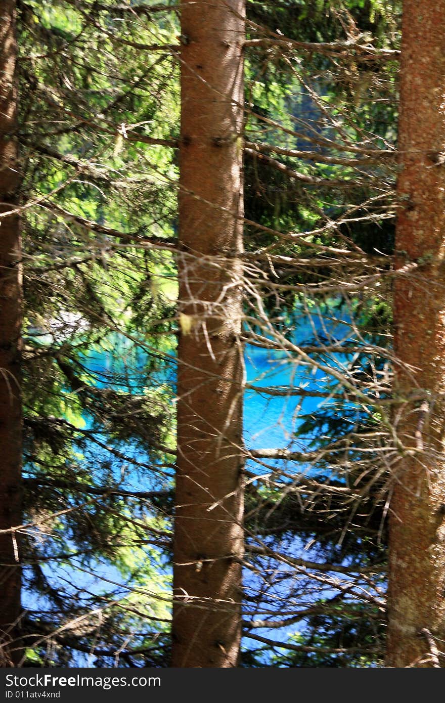 Pine tree trunks and branches on blue lake water. Trentino Alto Adige,  Italy. Pine tree trunks and branches on blue lake water. Trentino Alto Adige,  Italy