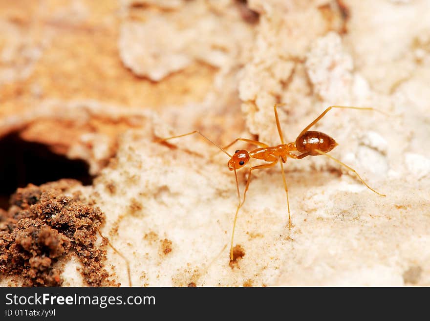 Close up of a weaver ant (oecophylla smaragdina) on brick.