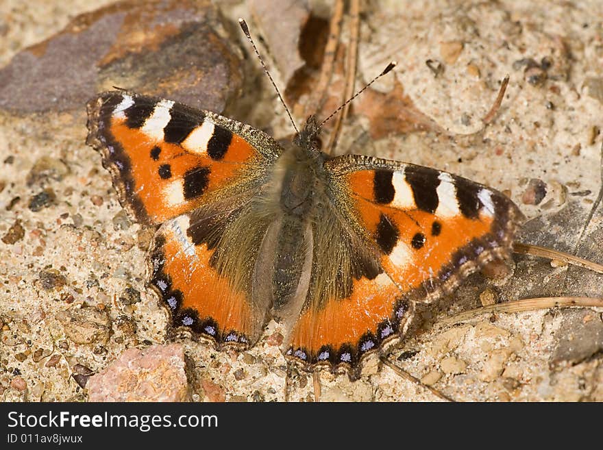 Small tortoise-shell butterfly on ground. Small tortoise-shell butterfly on ground