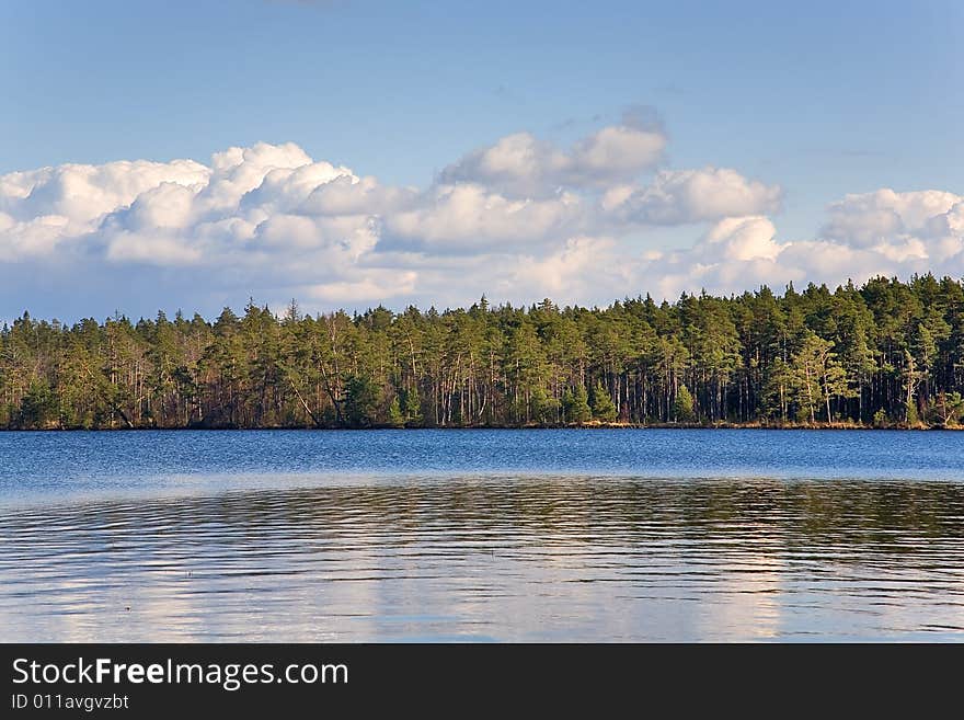 Early spring forest near lake