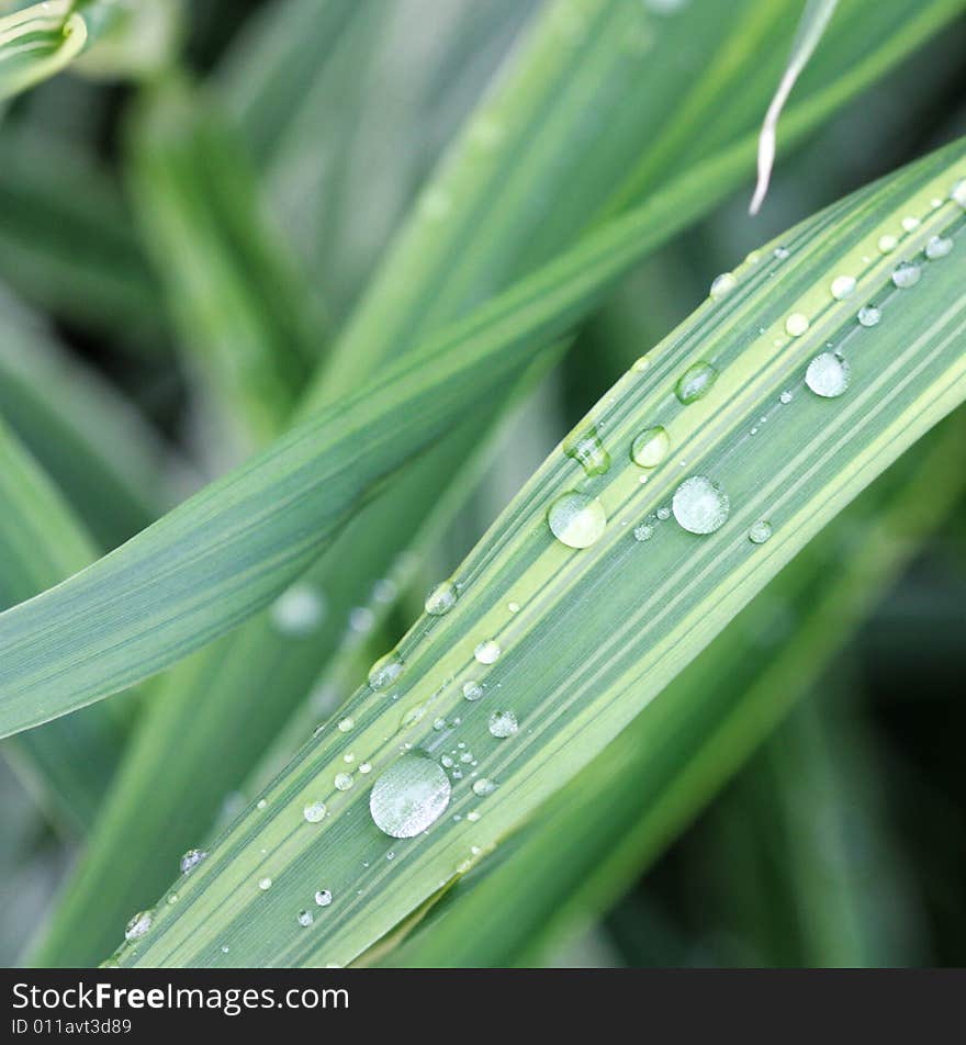 Green grass with water drops - macro shot