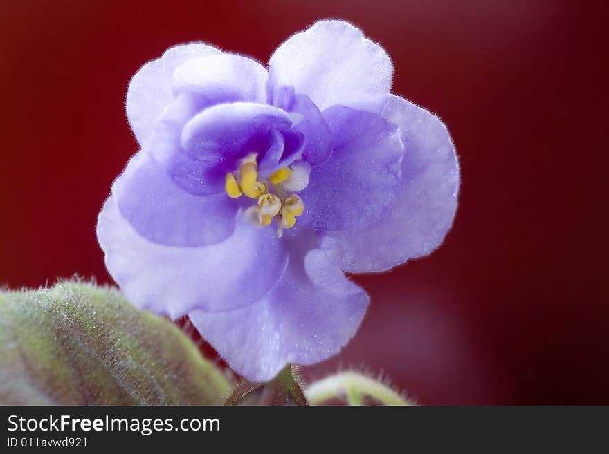 Dark blue violet flower with green leaf on dark red background. Dark blue violet flower with green leaf on dark red background