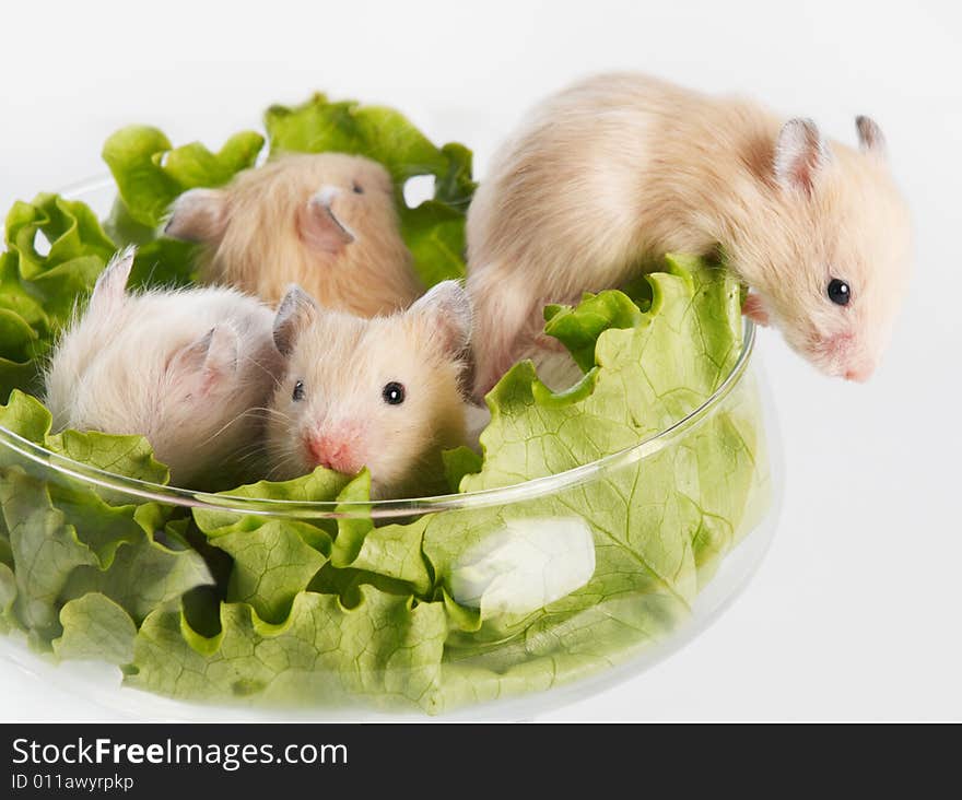 Several hamsters sitting at glass with salad. Several hamsters sitting at glass with salad