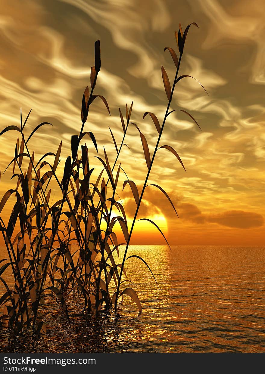 Water plants on a sea sunset  background. Water plants on a sea sunset  background.