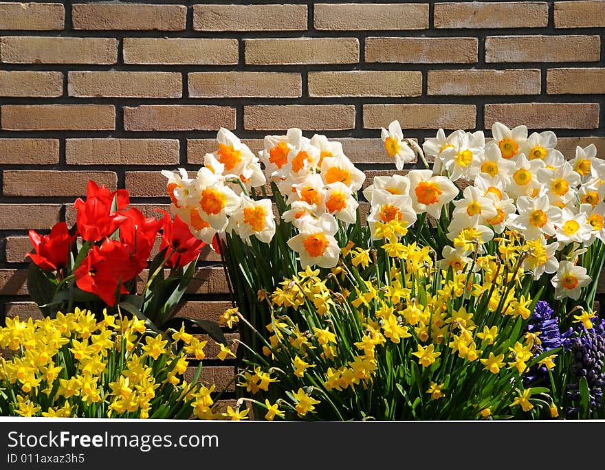 Daffodils and other flowers against brick wall. Daffodils and other flowers against brick wall