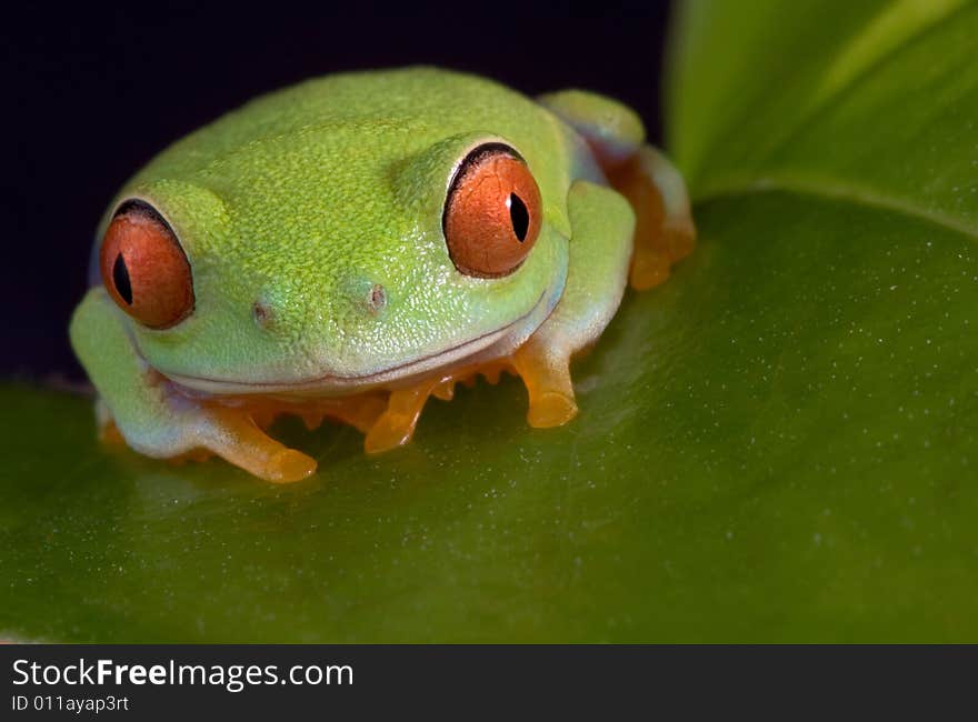 A baby red-eyed tree frog is sitting on a leaf. A baby red-eyed tree frog is sitting on a leaf.