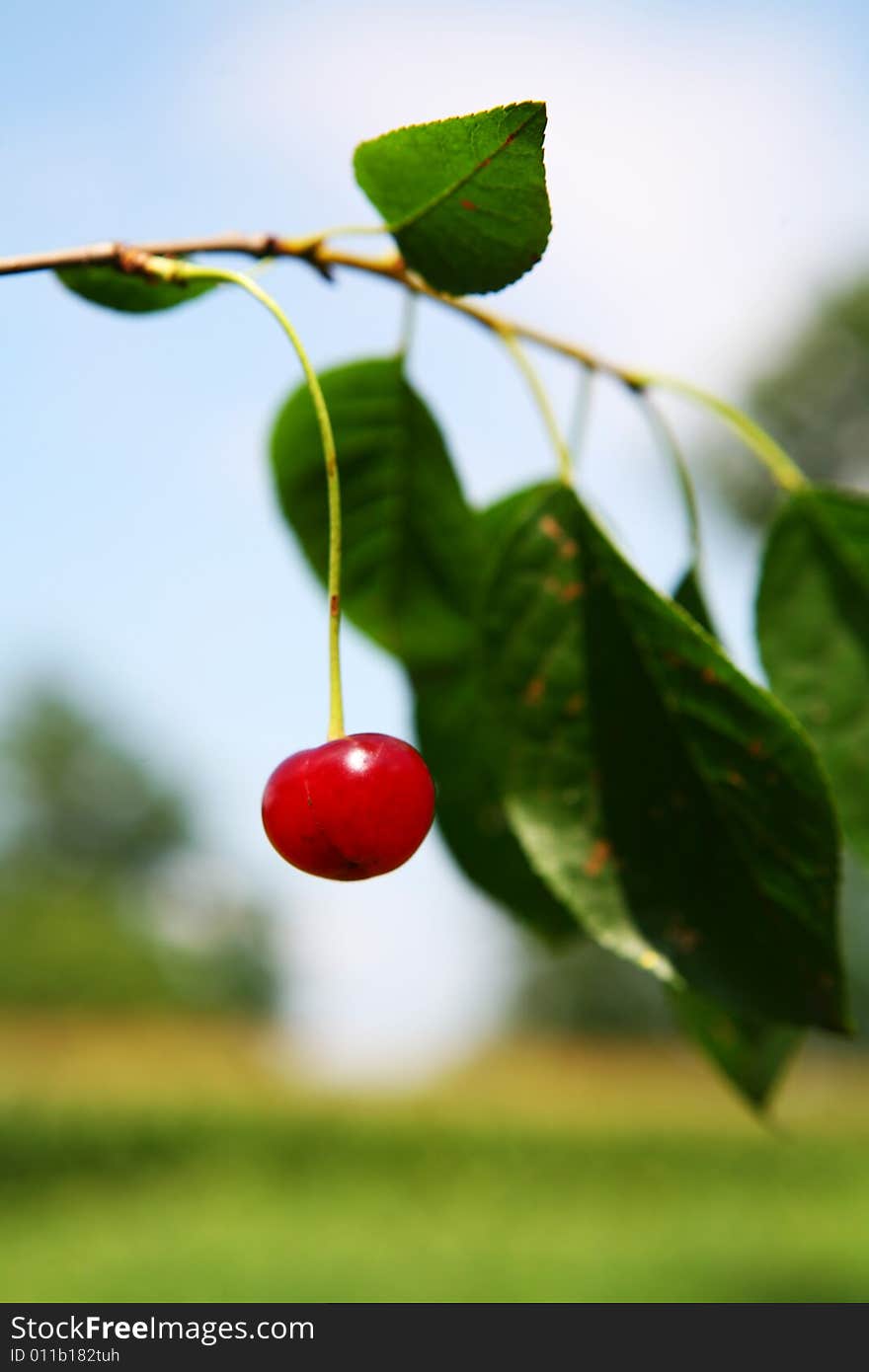 Red cherry