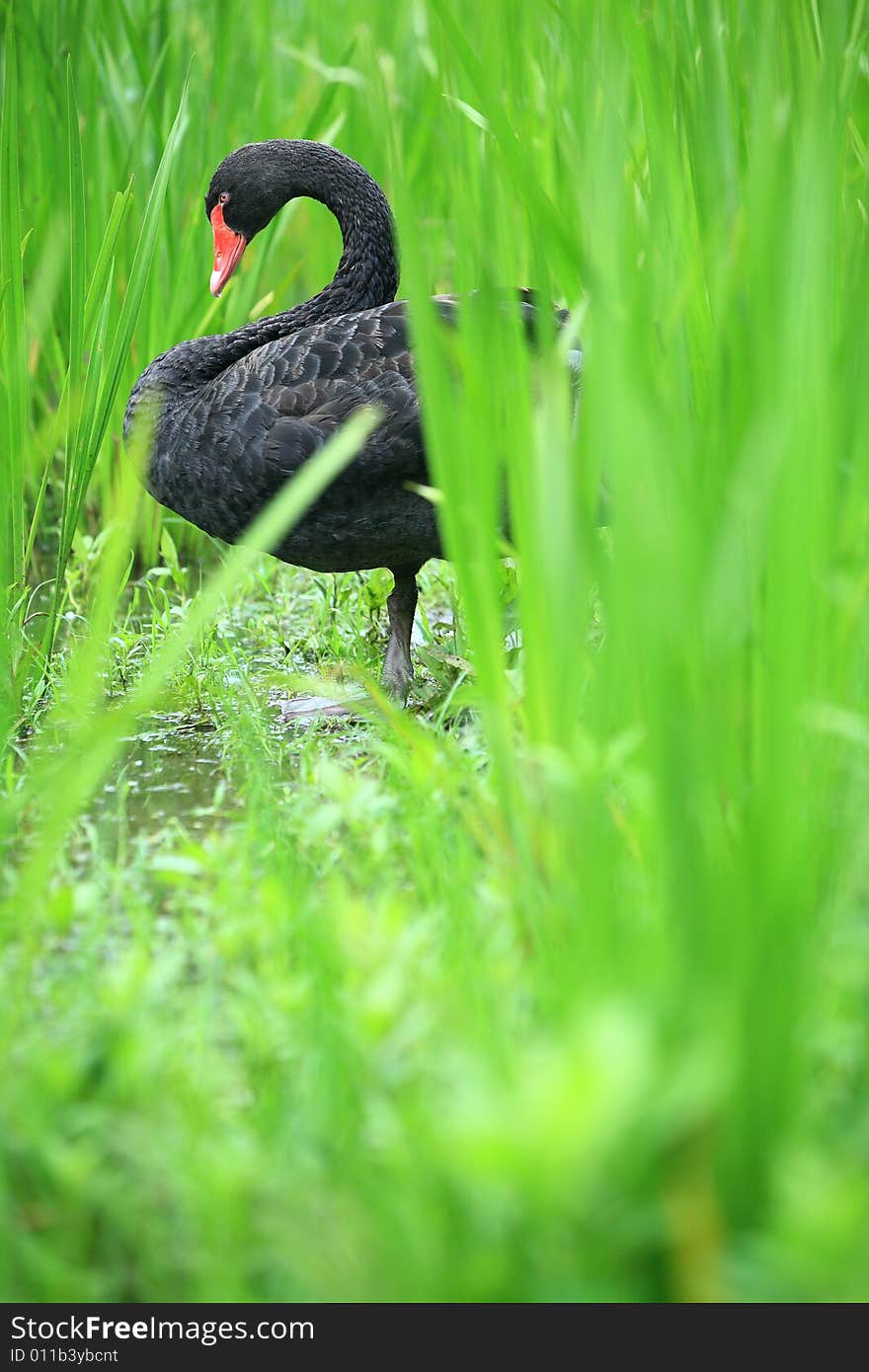 A black swan beside the lake