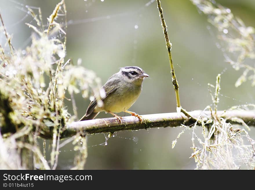 Rufous-browed Peppershrike (Cyclarhis gujanensis)