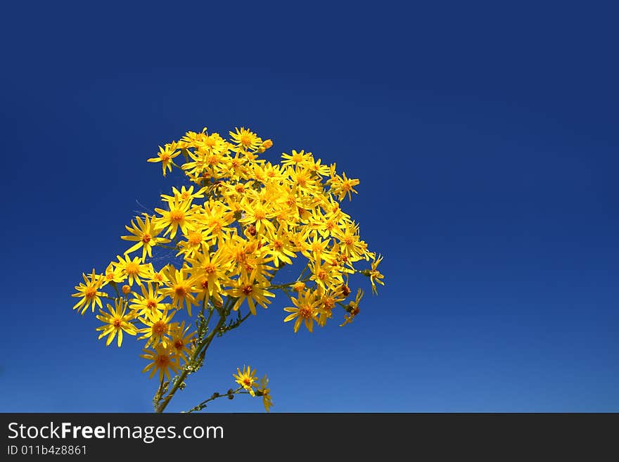 Bright yellow flower bunch under blue sky