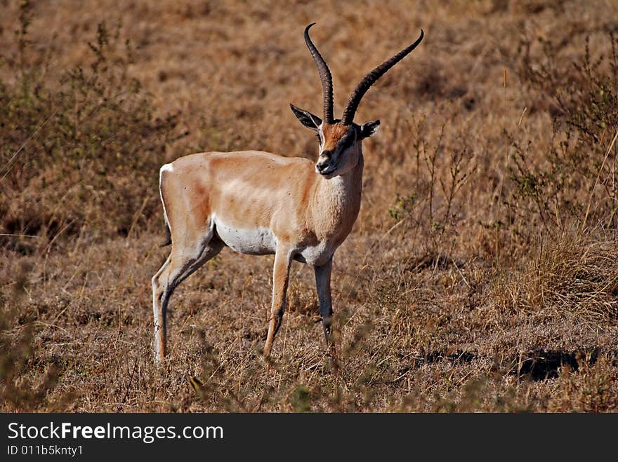 Gazelle In Ngorongoro N.P.