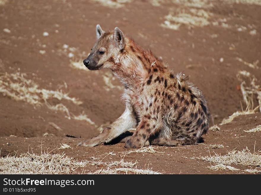 Hyena In Ngorongoro N.P.