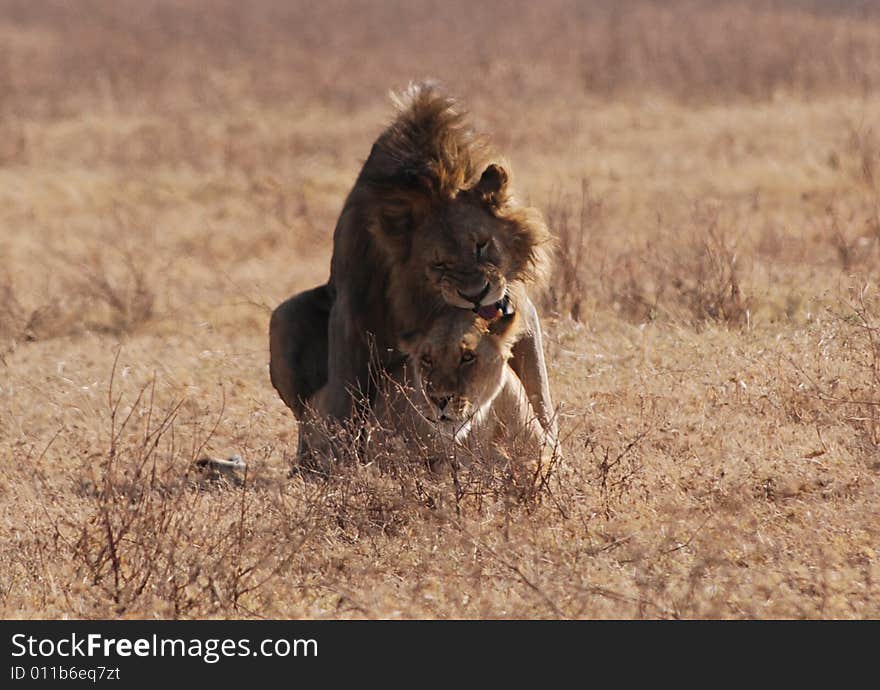 Lions In Love In Ngorongoro N.P.