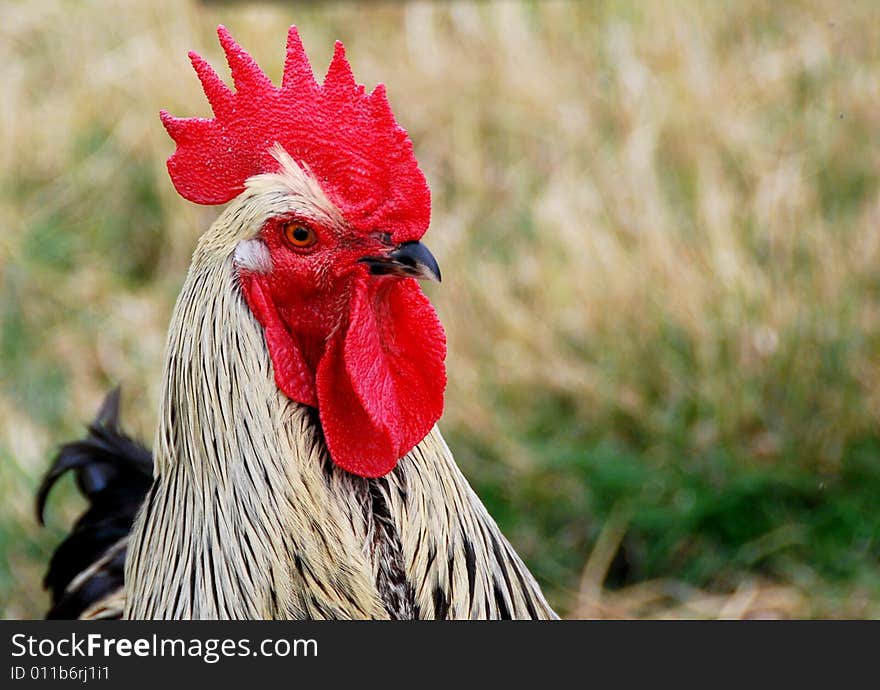 Head shot of a rooster on a farmyard